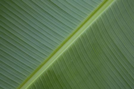 Banana tree leaf
