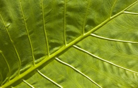 Alocasia leaf