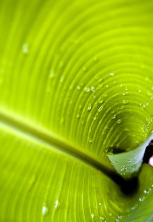 Banana tree leafの写真素材