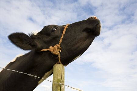 Dutch cowの写真素材