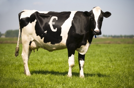 Cash cowの写真素材