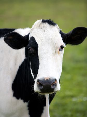 Dutch cowの写真素材