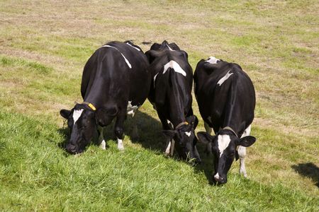 Dutch cows の写真素材