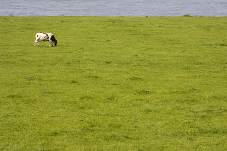 Dutch cow の写真素材