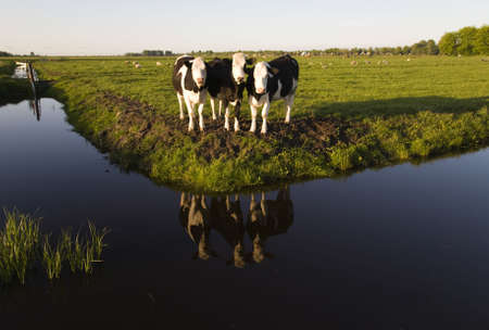 Dutch cows の写真素材