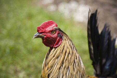 Cockの写真素材