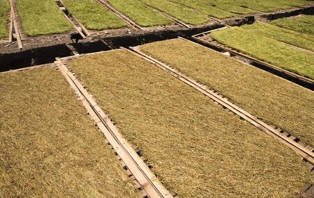 Tobacco leavesの写真素材