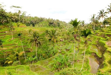 Bali rice fieldの写真素材