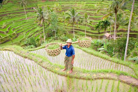 Rice farmerの写真素材