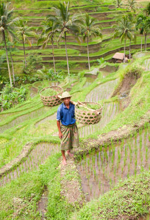 Rice farmerの写真素材
