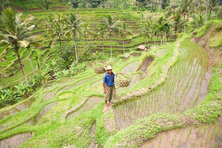 Rice farmer の写真素材