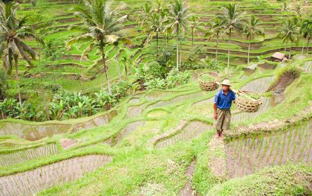 Rice farmer の写真素材
