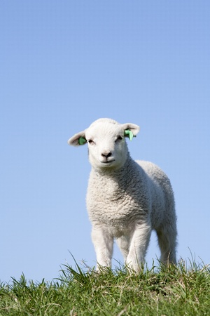 Cute lamb の写真素材