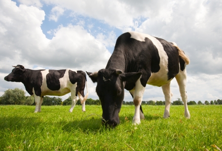Dutch cowsの写真素材