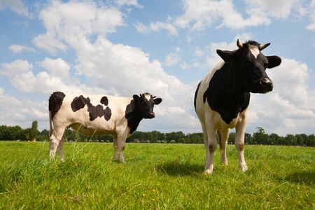 Dutch cows の写真素材