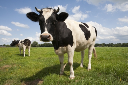 Dutch cows の写真素材