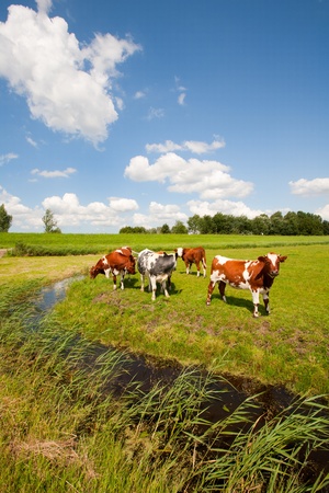 Dutch cows の写真素材