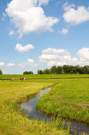Dutch cows の写真素材