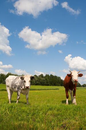Dutch cows の写真素材