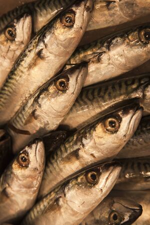 Fresh fishの写真素材