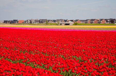 Tulip field の写真素材