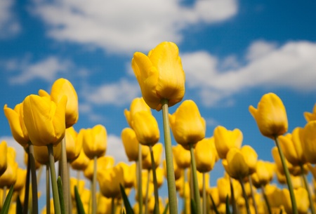 Tulip fieldの写真素材