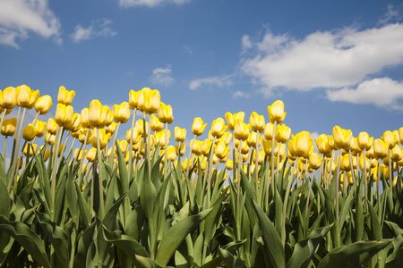 Tulip fieldの写真素材