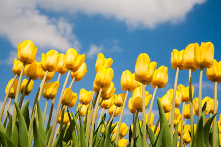 Tulip fieldの写真素材