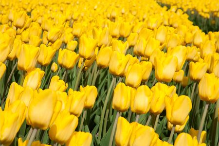 Tulip fieldの写真素材