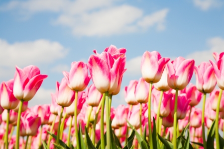 Tulip field の写真素材