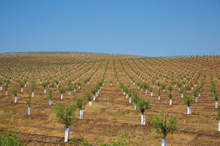 Stakes rows of trees in an agricultural field in Alentejo, Portugalの写真素材