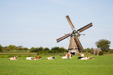 Dutch cows in the meadow near a traditional windmill in Vreeland, Utrecht, the Netherlandsの写真素材