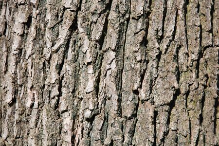Close up of a tree barkの写真素材