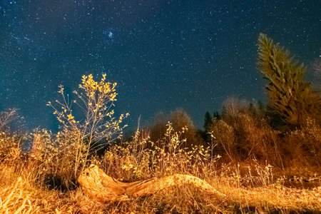 A branch of wood surrounded by forest under the starry sky