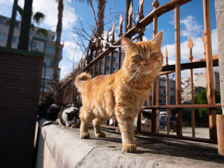 An orange cat is standing next to a fence looking at the camera, while two other cats are eating food in the backgroundの写真素材