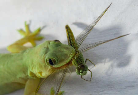 The lizzard (gecko) just caught a flying dragonfly.の写真素材