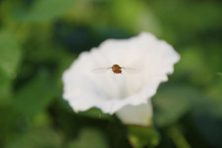 Fly to the Flower