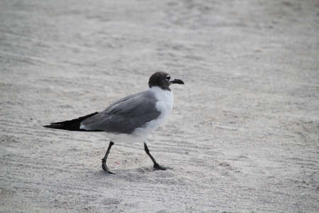 Black-headed Gullの写真素材
