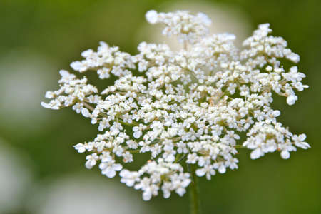 Cow Parsley Closeupの写真素材