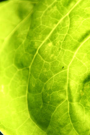 Leaf Backlitの写真素材
