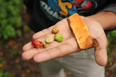Coffee beans and Cinnamon bark