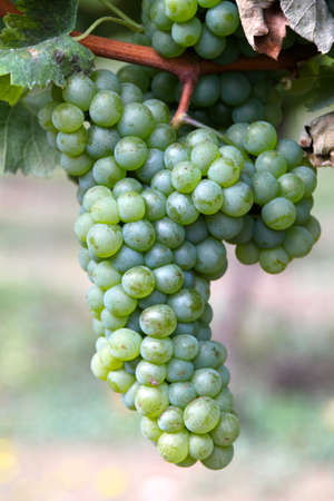 Vineyard and grapes in the south of France