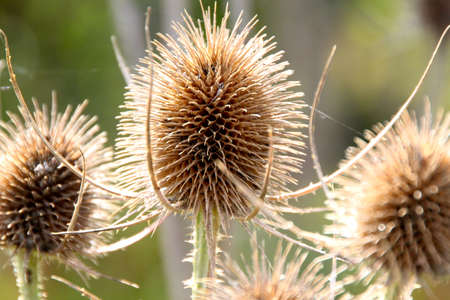 Thistles at the end of summer and bloomの写真素材