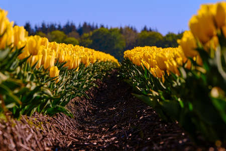 Row of yellow tulips with usharp trees in the backgroundの写真素材