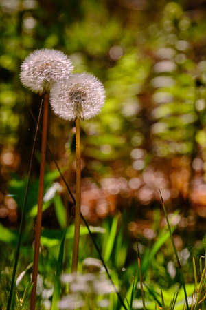 Dandelion flower seed head background unsharp green and ferns with a selective focus and a shallow depth of fieldの写真素材