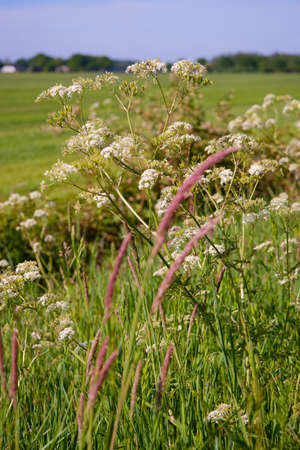 White cow parsley flowers in front of dutch grass landscape with meadows, selective focusの写真素材