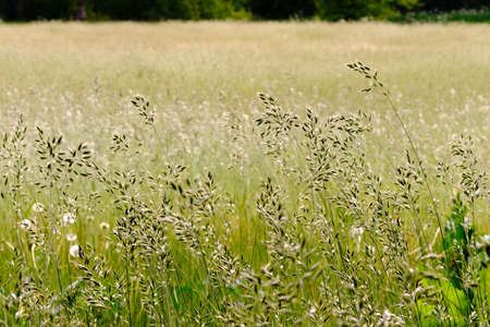 Close-up of blooming grass in a green wide meadow. With selective focus and a shallow depth of...