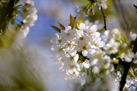 A branch of blossoming white flowers in springtime. Blurred background of bokeh shallow depth of...