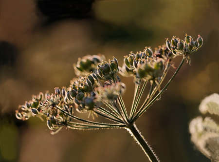 Backlight hogweed flower in meadow warm sunset light with a selective focus and a shallow depth of field.の写真素材