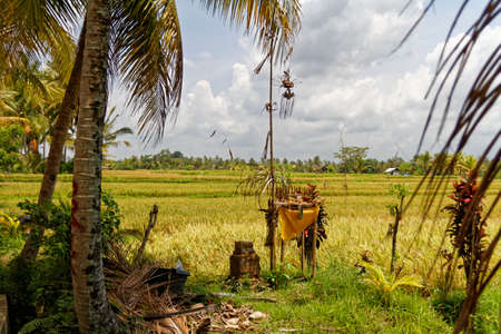 Small Hindu offering shrine in a rice paddy near Ubud, with palm treesの写真素材